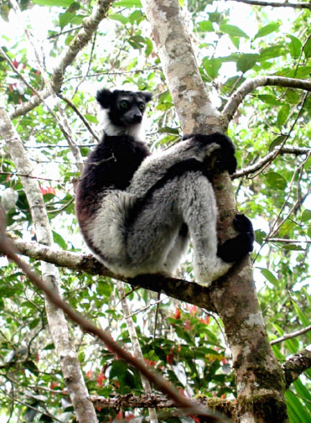 We'll finish the main tour with a trip to Perinet, which boasts not only most of the rainforest endemic birds but also the largest of all of the lemurs, the tailless Indri.