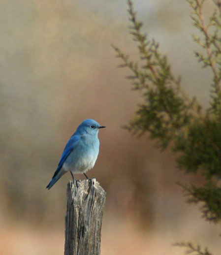 The birds are as varied as the habitats, and along the way we may be  dazzled by a stunning male Mountain Bluebird...