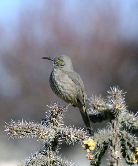 ...and cactus brush can serve as a home for Curve-billed Thrashers.