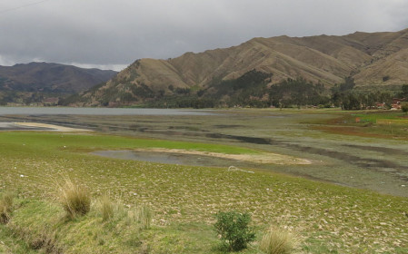 Our tour starts with our checking lakes and marshes for waterbirds and the dry, brushy slopes near Cusco for regional specialties.