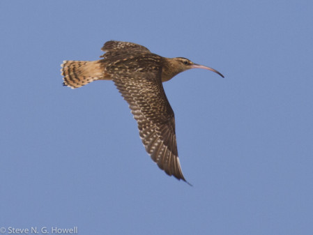 &hellip;to look for the very local Bristle-thighed Curlew.