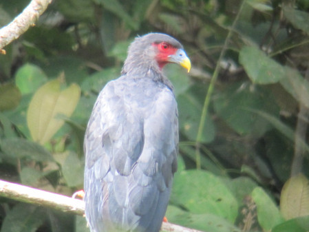 ...and raucous Red-throated Caracaras.