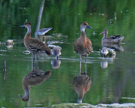 ...often including West Indian Whistling Ducks (with a Northern Shoveller in the background)...