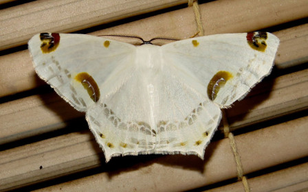 The moth diversity is mind boggling, some species extremely attractive, if little known. This one has been dubbed the Amazon Silky White.