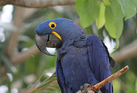 Here we'll see the unforgettable Hyacinth Macaws, perhaps right outside our rooms.