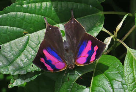 We won&rsquo;t be able to ignore such beautiful gems as this Superb Leafwing.