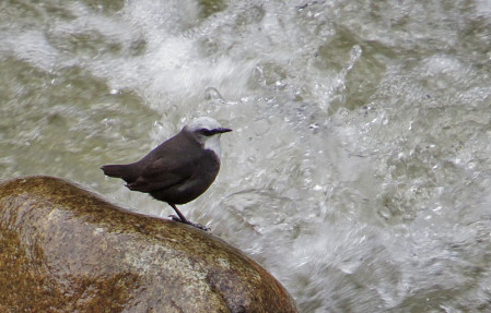 If not seen from the train, White-capped Dipper is usually found along the river between the village and the ruins.