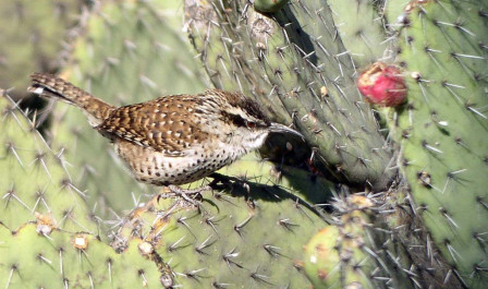 ...where families of Boucard's Wren are easily found on the cactus-clad hillsides.