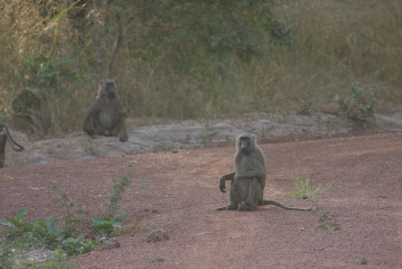 whereas the Olive Baboons are a constant and mischievous presence,