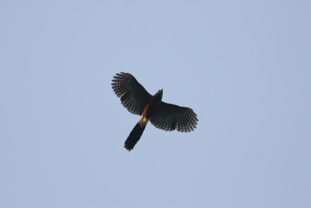 The unique Long-tailed Hawk is also possible here, as well as at all the forest sites we visit, although it is nowhere easy.
