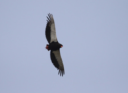 and Bateleur rock their way across the skyline, surely one of Africa's finest raptors.
