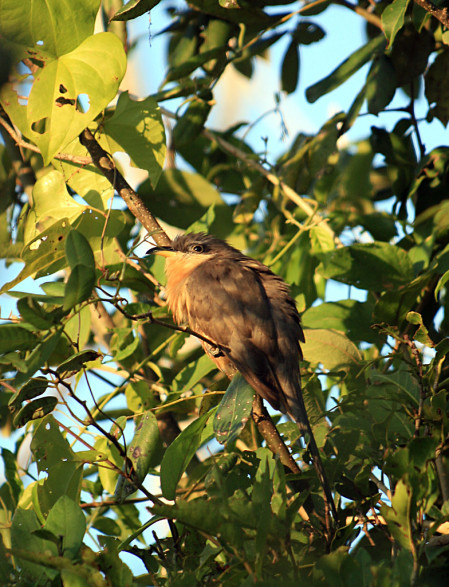 ...and the scarce Mangrove Cuckoo...