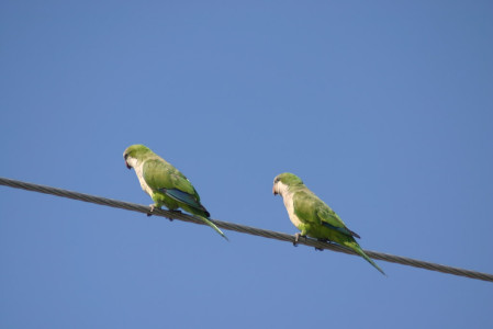 ...and Monk Parakeet will occupy some of our attentions.