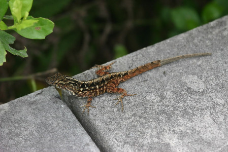 ...lizards like this Brown Anole...