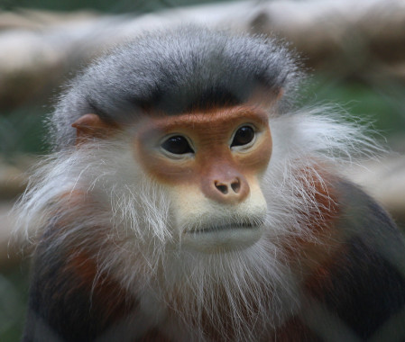 Vietnam is home to a number of unique and rare primate species, this is a Grey-shanked Douc Langur...
