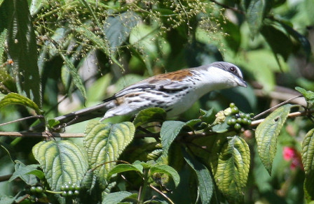 ...where one of our main targets will be the recently discovered Grey-crowned Crocias