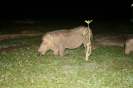 At night the hotel comes alive with mammals. This warthog is feeding around the lodge grounds.