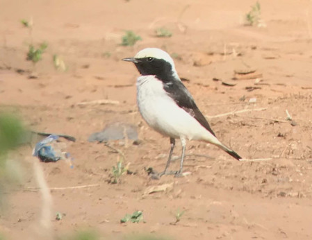 &hellip;but the semi-nomadic Maghreb Wheatear will take more searching. (SM)