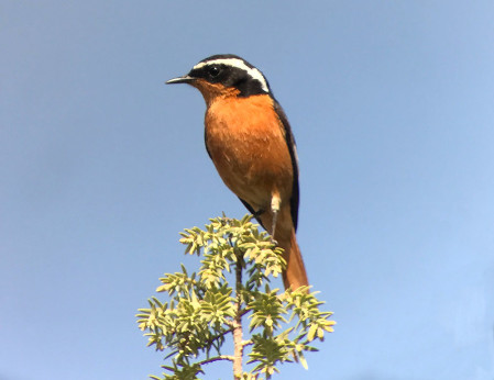 Other North African endemics to be seen include the stunning Moussier&rsquo;s Redstart&hellip; (SM)