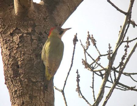 Further down the valley we&rsquo;ll search for Levaillant&rsquo;s Green Woodpecker&hellip; (SM)