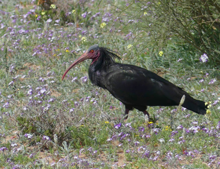 &hellip;and the internationally endangered Northern Bald Ibis. (SM)