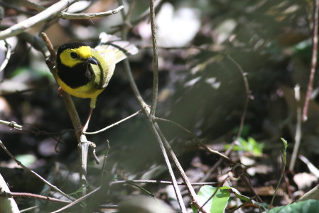 ...or a Hooded Warbler.