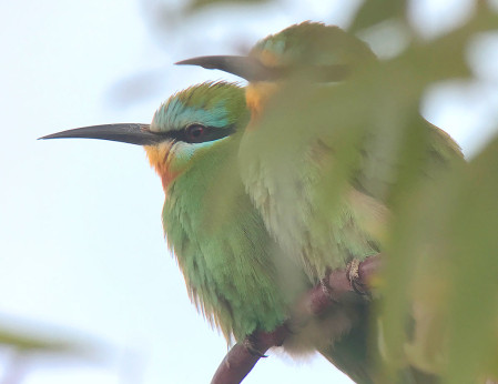 &hellip;and sometimes they&rsquo;re joined by Blue-cheeked Bee-eaters. (SM)