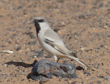 Here we&rsquo;ll search for Desert Sparrows&hellip; (SM)