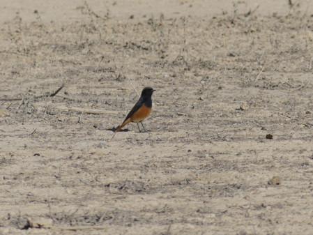 ...while Eastern Black Redstart could turn up anywhere.