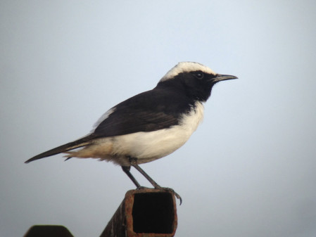 ....Arabian Wheatear is restricted to the southern half of the country...