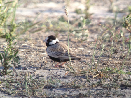 We'll check suitable habitat for Black-crowned Sparrow-lark...