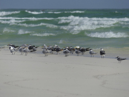 The shorelines are packed with birds, such as these Greater and Lesser Crested Terns...