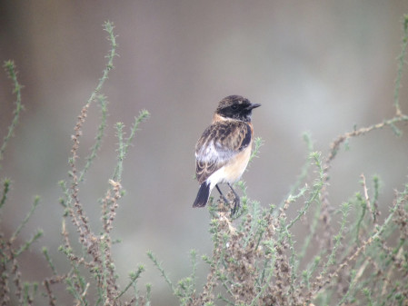 ...or this Caspian Stonechat.