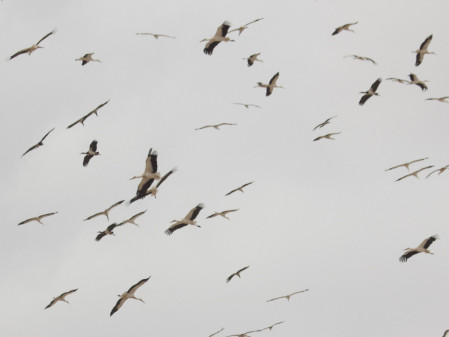 ...and search amongst flocks of White Stork for the scarce Abdim's Stork.