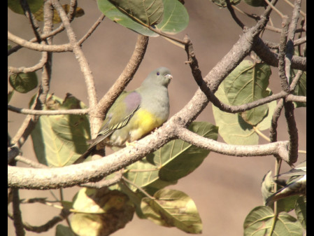 The south of the country has a distinctly African feel to it, with species such as Bruce's Green Pigeon...