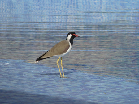 Red-wattled Lapwings are common in the north...