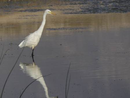 Intermediate Egret is one of the many herons and egrets present in Oman...