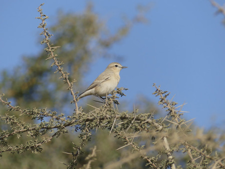 ...Isabelline Wheatear can also be found...