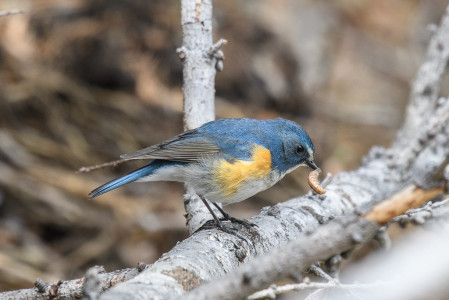 ...such as this Red-flanked Bluetail...
