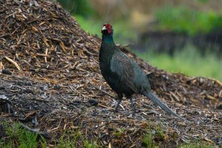 Our birding in the area is varied. In the agricultural areas we'll look for Japan's national treasure, the Green Pheasant...