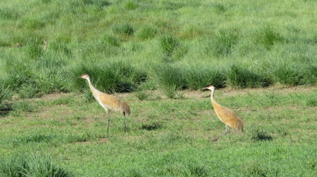 &hellip;while in nearby meadows we could see a locally breeding pair of Sandhill Cranes&hellip;