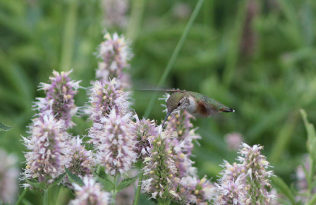 &hellip;or perhaps a migrant Rufous Hummingbird in a field of horsemint.

