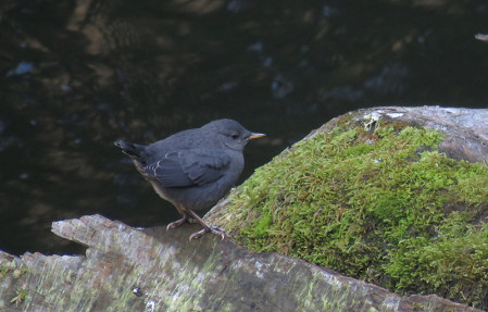 On the way back to Ashland for our next-to-last play and group dinner, we&rsquo;ll stop at likely spots for American Dipper.