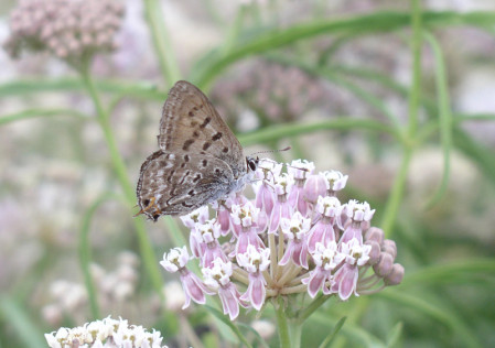 Roadside flowers can have a wonderful variety of butterflies such as this Tailed Copper.