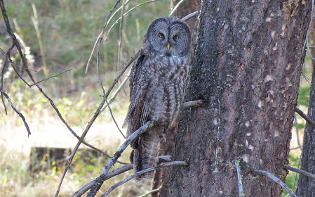 &hellip;or we could get even luckier with one of several known territories of Great Gray Owl.