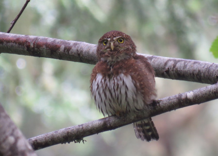 ..and while searching for flocks of migrant passerines we may stumble into a cooperative Northern Pygmy-Owl.