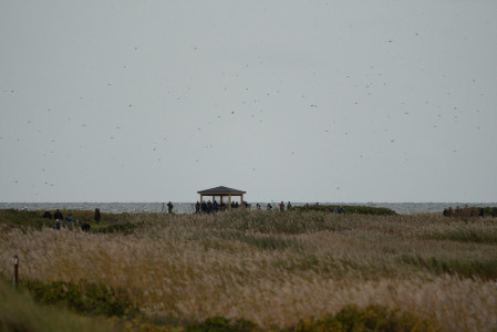 Up to 500,000 birds can pass Falsterbo in a single day!