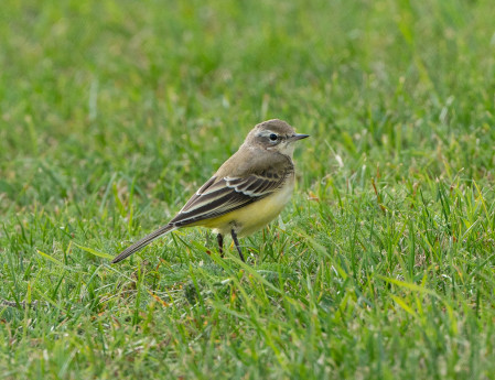 Yellow Wagtails are frequently seen.