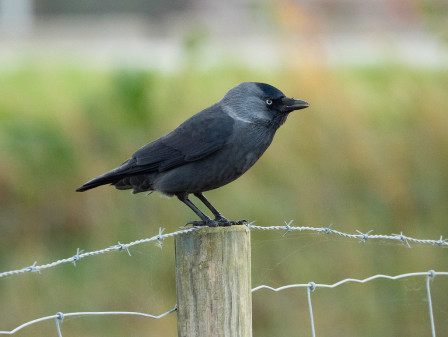 Large flocks of Jackdaws will be seen.