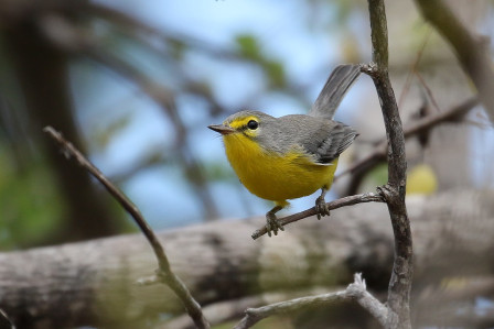 The Barbuda Warbler is one of four single island endemic warblers in the region (B&eacute;atrice Henricot).